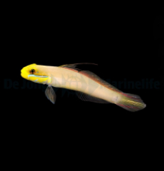 Valenciennea strigata