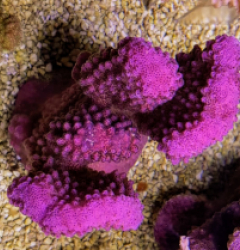 Pocillopora verrucosa (Pink)