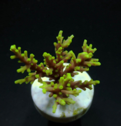 Acropora walindii (frag)