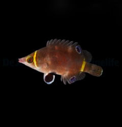 Wetmorella nigropinnata