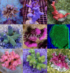 Coral pack - Mix SPS corals Grade A