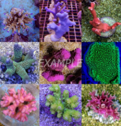 Coral pack - Mix SPS corals (Premium)