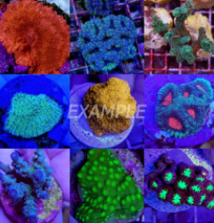 Coral pack - Mix Nano Corals