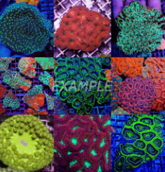 Coral pack - Mix LPS corals Grade A