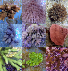 Coral pack - Mix SPS corals Common
