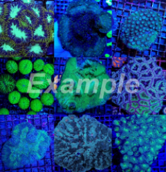 Coral pack - Mix LPS corals Common