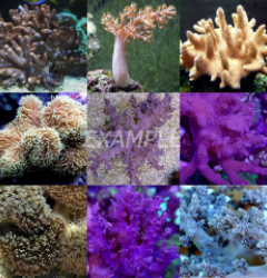 Coral pack - Mix Soft Corals