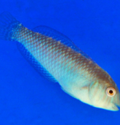 Xyrichthys splendens (female)