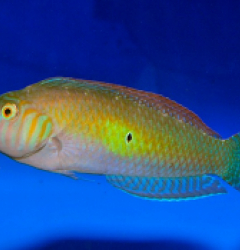 Xyrichthys splendens (male)
