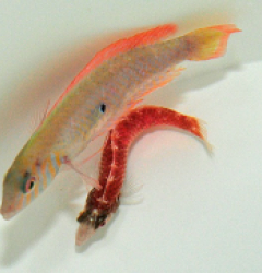 Xyrichthys splendens (pair)