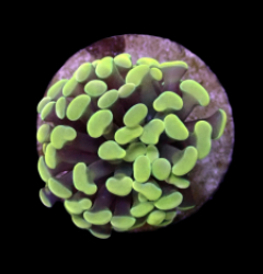 Euphyllia paraancora (Yellow-Gold) (1 hd.)