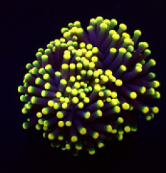 Euphyllia glabrescens (Rasta) (1 hd.)