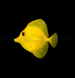 Zebrasoma flavescens