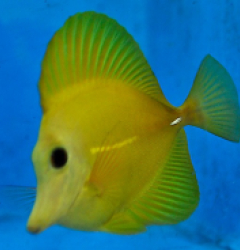 Zebrasoma scopas (Yellowish) (Grade A)