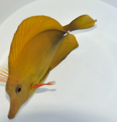 Zebrasoma scopas (Yellowish) (Grade B)