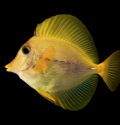 Zebrasoma xanthurum (Yurple) - T.B. 79e