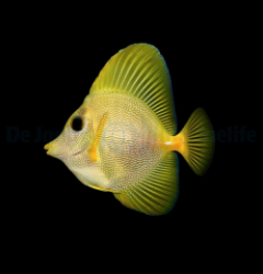 Zebrasoma xanthurum (Yurple) - T.B.