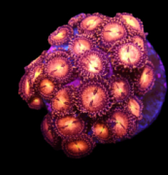 Zoanthus sp. (Alien Explosion) (DJM frag) o 184