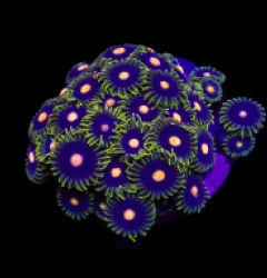 Zoanthus spp. (Blow Pop) (frag)