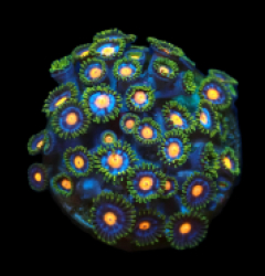 Zoanthus sp. (Blow Pop) (DJM frag) pb 241