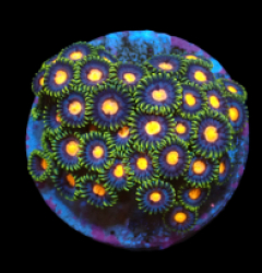 Zoanthus sp. (Blow Pop) (DJM frag) pb 264