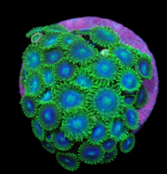 Zoanthus sp. (Blue-Green Rim) (DJM frag) pb 078
