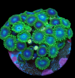 Zoanthus sp. (Blue-Green Rim) (DJM frag) pb 231