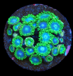 Zoanthus sp. (Blue-Green Rim) (DJM frag) pb 620