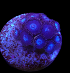 Zoanthus sp. (Blue) (DJM frag) o 638