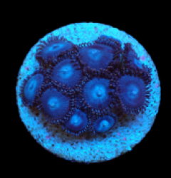 Zoanthus sp. (Blue) (DJM frag) pb 121