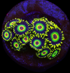 Zoanthus sp. (Buffalo Soldier) (frag) o 008
