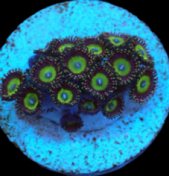 Zoanthus sp. (Candy Apple Green) (DJM frag) pb 514