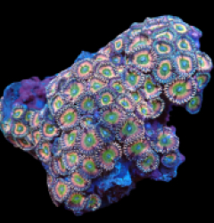 Zoanthus sp. (Candy Apple Green) (M) pb 047