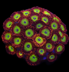 Zoanthus sp. (Candy Apple Red) (DJM frag) o 097