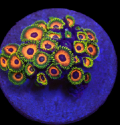 Zoanthus sp. (Eagle Eye) (DJM frag) o 653