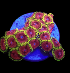 Zoanthus sp. (Fake Lime Chilli) (DJM frag) o 023
