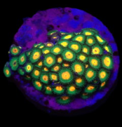 Zoanthus sp. (Gorilla Nipples) (DJM frag) o 507