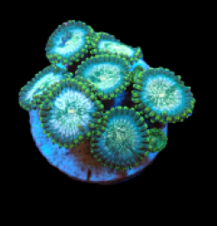 Zoanthus sp. (Hawaiian People Eater) (DJM frag) pb 190