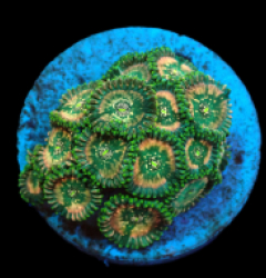 Zoanthus sp. (Hawaiian People Eater) (DJM frag) pb 240