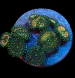 Zoanthus sp. (Hawaiian People Eater) (DJM frag) pb 421