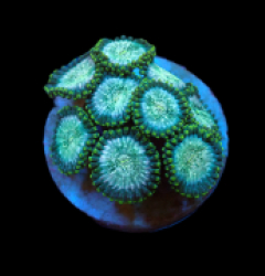 Zoanthus sp. (Hawaiian People Eater) (DJM frag) pb 503