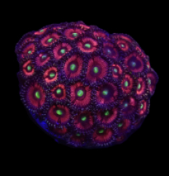Zoanthus sp. (Lord of the Rings) (DJM frag) o 407