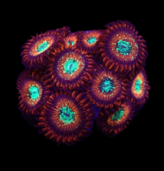 Zoanthus sp. (Magician) (DJM frag) o 010