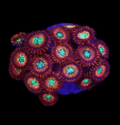 Zoanthus sp. (Magician) (DJM frag) o 011