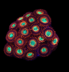 Zoanthus sp. (Magician) (DJM frag) o 129