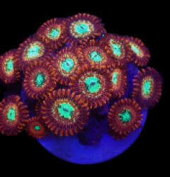 Zoanthus sp. (Magician) (DJM frag) o 167