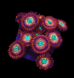 Zoanthus sp. (Magician) (DJM frag) o 511