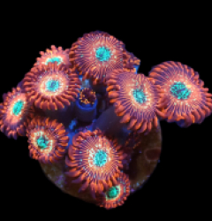 Zoanthus sp. (Magician) (frag) pb 235