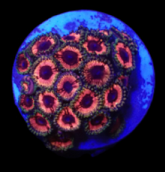 Zoanthus sp. (Pink) (Ultra) (DJM frag) o 009