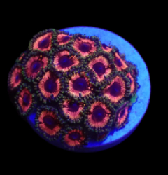 Zoanthus sp. (Pink) (Ultra) (DJM frag) o 085